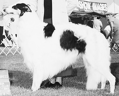Top Best of Opposite Sex Borzoi All-Breed 2002